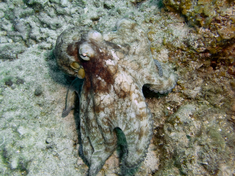 Caribbean Octopus IMG_7820.jpg